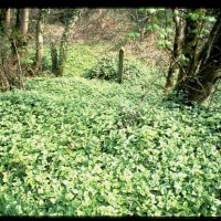 Variegated Deadnettle